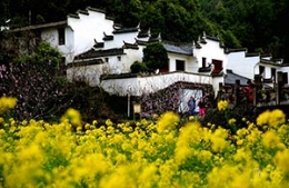 凯风印象：探春婺源