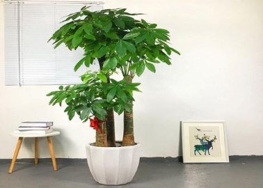 家里养这5种植物 冬天一定要断水 浇水就烂根