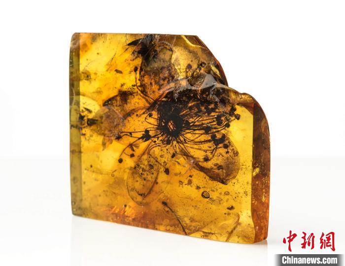 包裹在波羅的海琥珀中迄今最大的化石花(圖源：柏林自然博物館Carola Radke)?！∈┢樟指瘛ぷ匀?供圖
