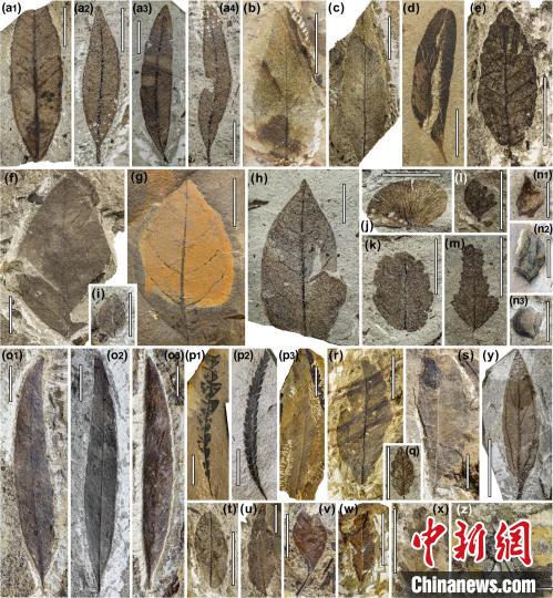 中始新世熱魯化石植物群(4500萬(wàn)–4000萬(wàn)年前)?！≈锌圃呵嗖馗咴?供圖