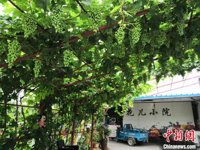王秀芳的“花兒小院”一角 王秀芳供圖