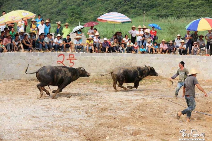 圖4：10月1日，人們?cè)趶V西柳州市融安縣大良鎮(zhèn)新寨村觀看斗牛。（譚凱興攝）副本
