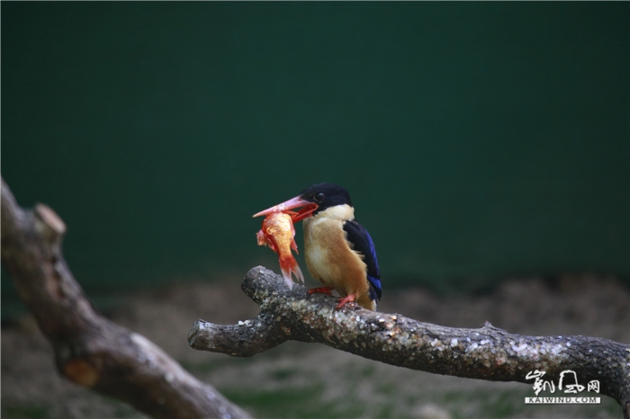 翠鳥捕食