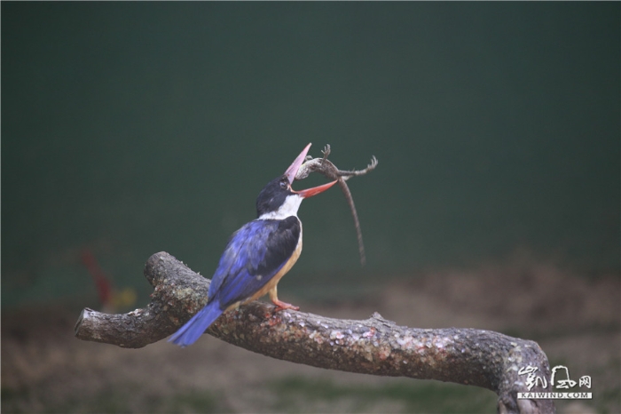 翠鳥捕食