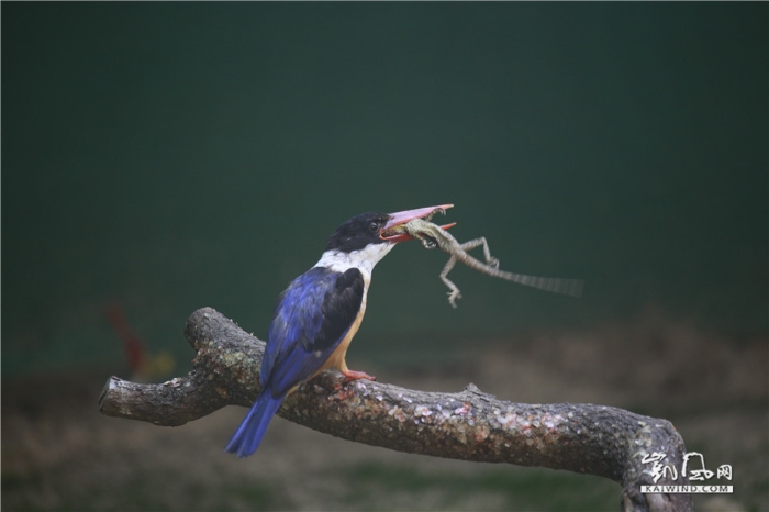 翠鳥捕食