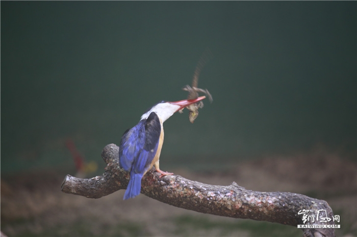 翠鳥捕食