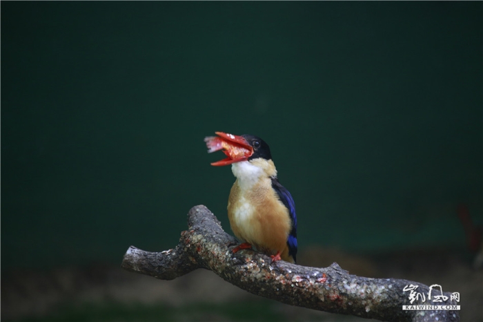 翠鳥捕食
