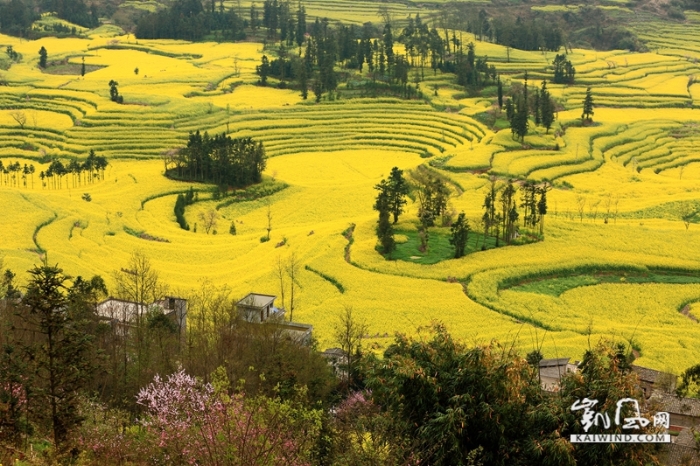 “螺絲田”景觀深50米，呈東北——南西向，梯式水田和旱地，一級(jí)級(jí)齊整整