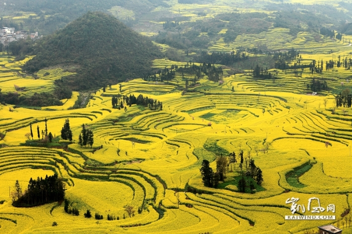 遠(yuǎn)處的山坡上，開(kāi)滿油菜花的層層梯田一直延伸到山頂，滿山遍野