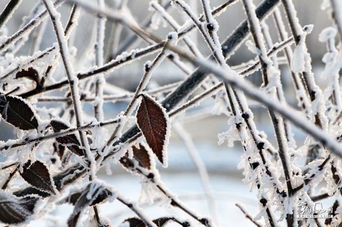 雪盡馬蹄輕