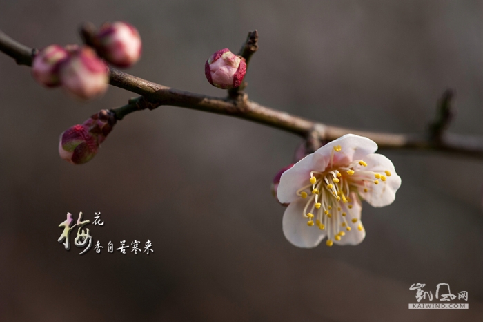 梅花香自苦寒來