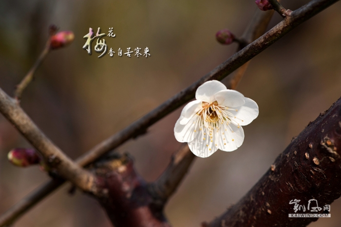 梅花香自苦寒來