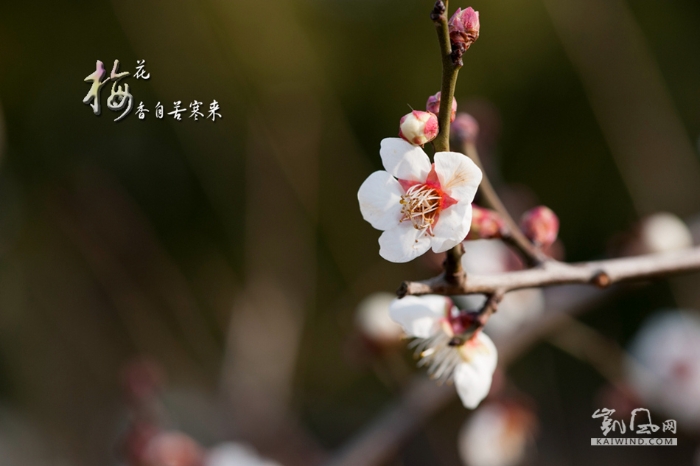梅花香自苦寒來
