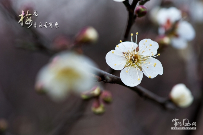梅花香自苦寒來