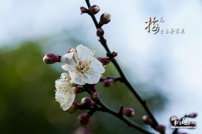 梅花香自苦寒來