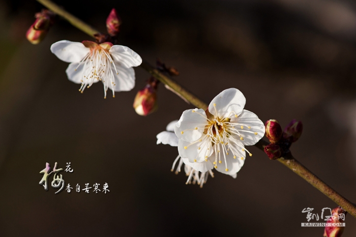 梅花香自苦寒來