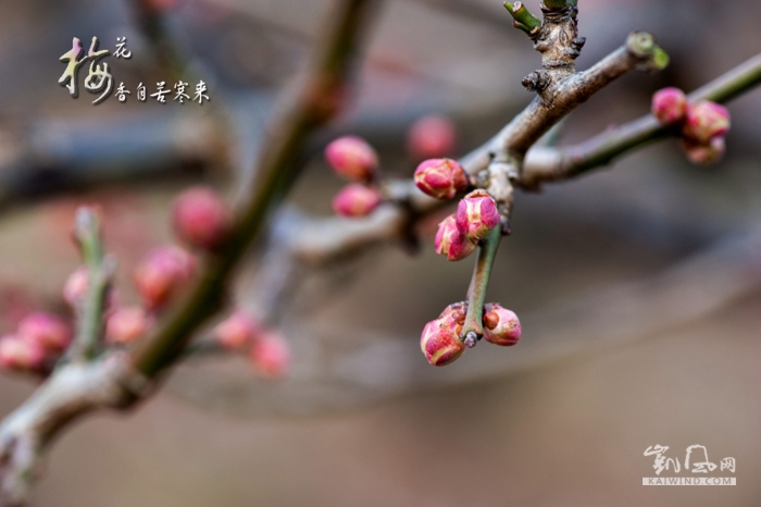梅花香自苦寒來