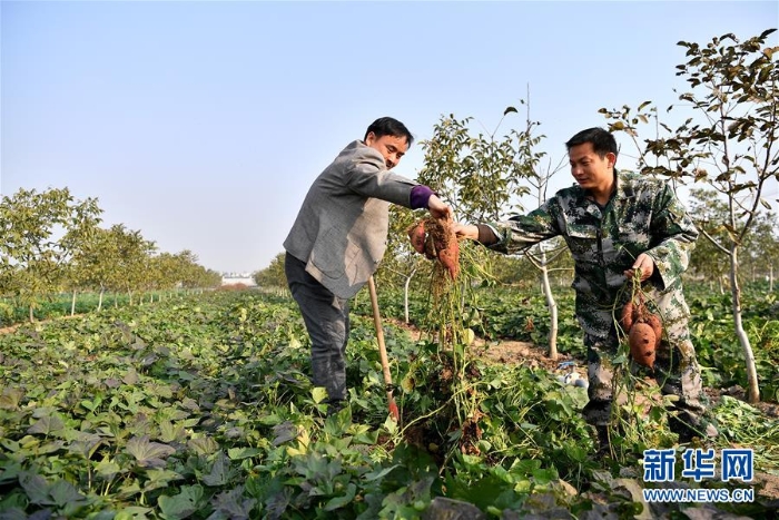 （奮進(jìn)新時(shí)代）（7）河南平頂山：現(xiàn)代生態(tài)循環(huán)農(nóng)業(yè)助力鄉(xiāng)村振興