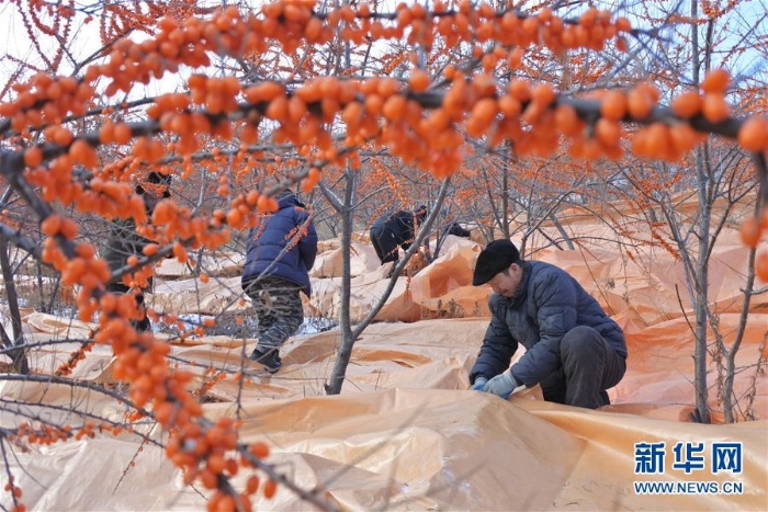 #（經(jīng)濟(jì)）（1）黑龍江林口：沙棘豐收紅艷艷