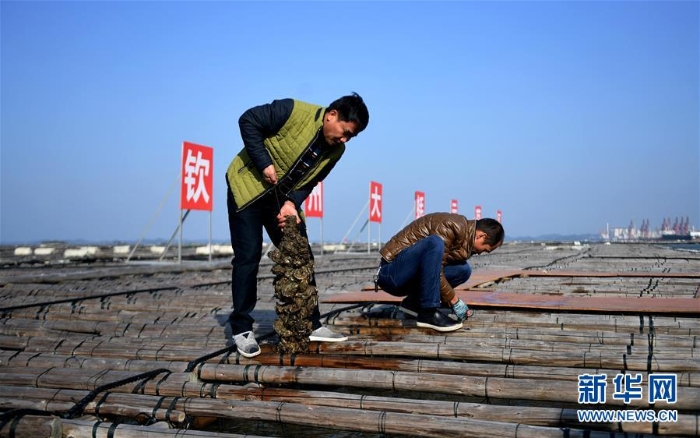 （經(jīng)濟(jì)）（4）廣西欽州：養(yǎng)殖大蠔 助農(nóng)增收