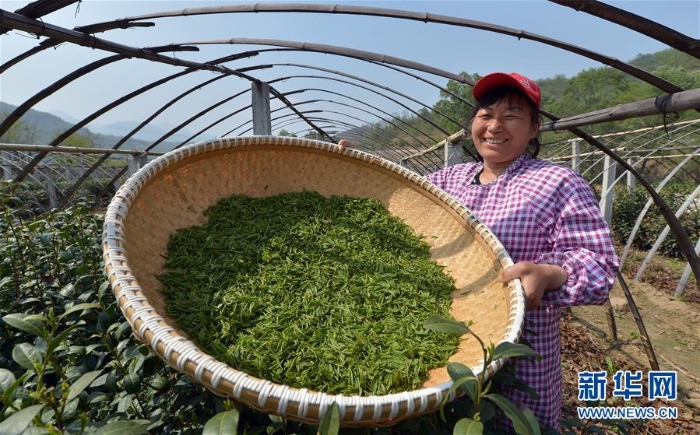 #（社會(huì)）（1）太行深處有茶香