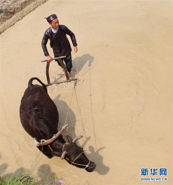 #（XHDW）（5）貴州榕江：苗寨迎來開犁節(jié)