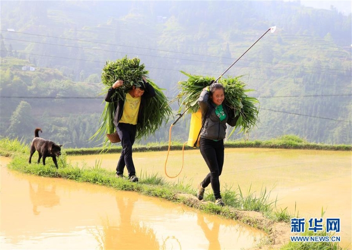 #（XHDW）（3）貴州榕江：苗寨迎來開犁節(jié)