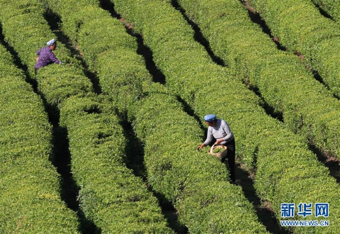 #（經(jīng)濟(jì)）（3）夏茶采摘忙