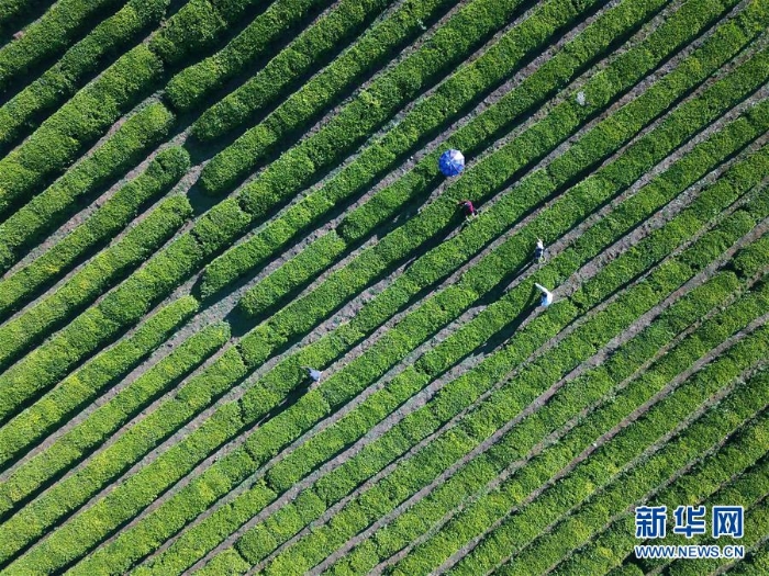 #（經(jīng)濟(jì)）（4）夏茶采摘忙