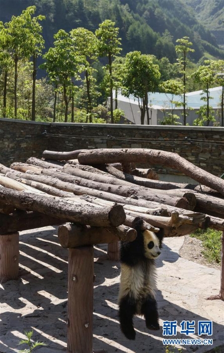 （社會(huì)）（7）藏在綠水青山間的大熊貓“幼兒園”