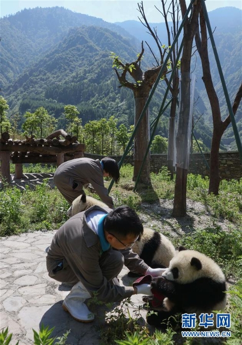 （社會(huì)）（9）藏在綠水青山間的大熊貓“幼兒園”