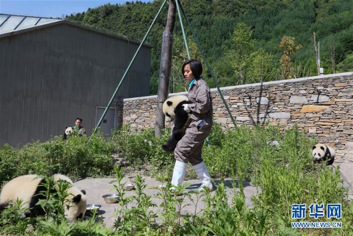 （社會(huì)）（12）藏在綠水青山間的大熊貓“幼兒園”