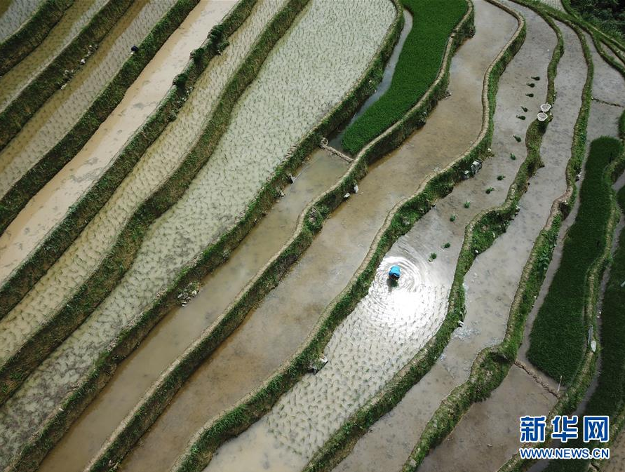 5月23日在湖北省恩施土家族苗族自治州宣恩縣珠山鎮(zhèn)鐵廠坡村拍攝的旱作梯田（無人機(jī)照片）。 新華社發(fā)（宋文 攝）
