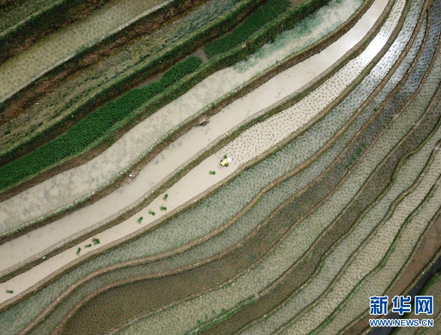 5月23日在湖北省恩施土家族苗族自治州宣恩縣珠山鎮(zhèn)鐵廠坡村拍攝的旱作梯田（無人機(jī)照片）。 新華社發(fā)（宋文 攝）