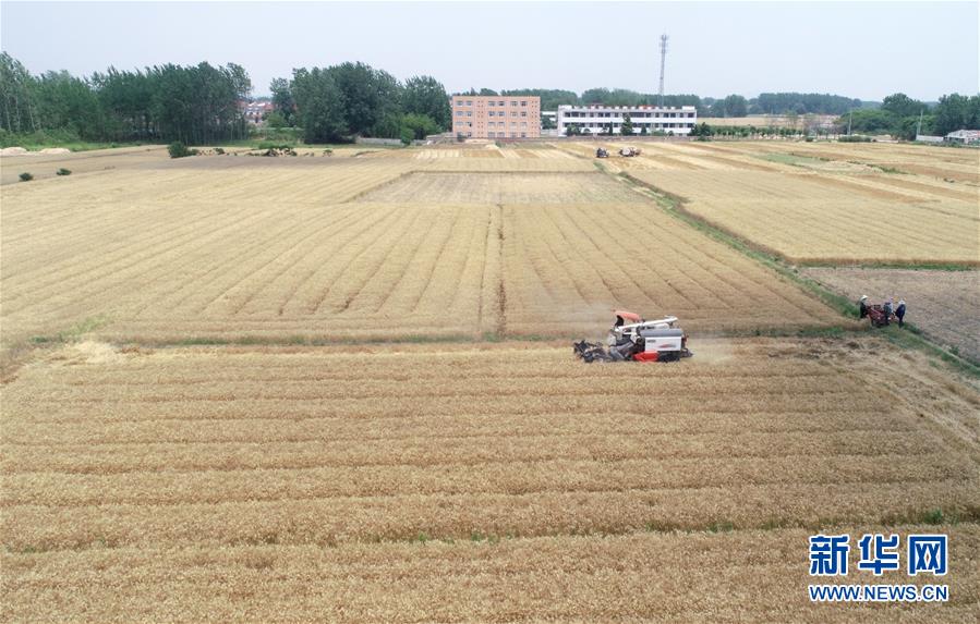 6月1日，在安徽省巢湖市蘇灣鎮(zhèn)道勝家庭農(nóng)場，農(nóng)民在田間裝運(yùn)剛收割的小麥。新華社發(fā)（馬豐成 攝）