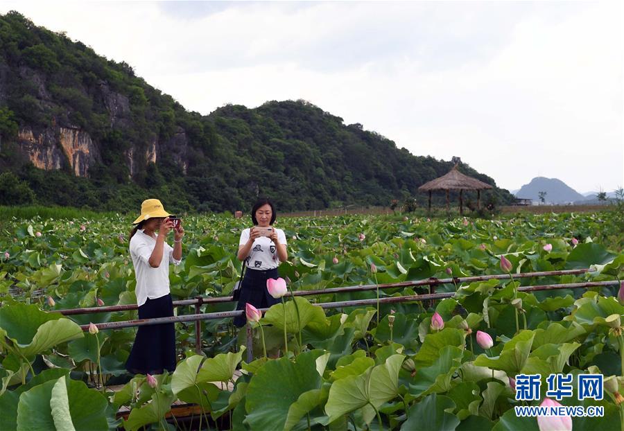 6月1日，游客在云南丘北縣普者黑風(fēng)景區(qū)拍攝荷花。新華社記者 楊宗友 攝