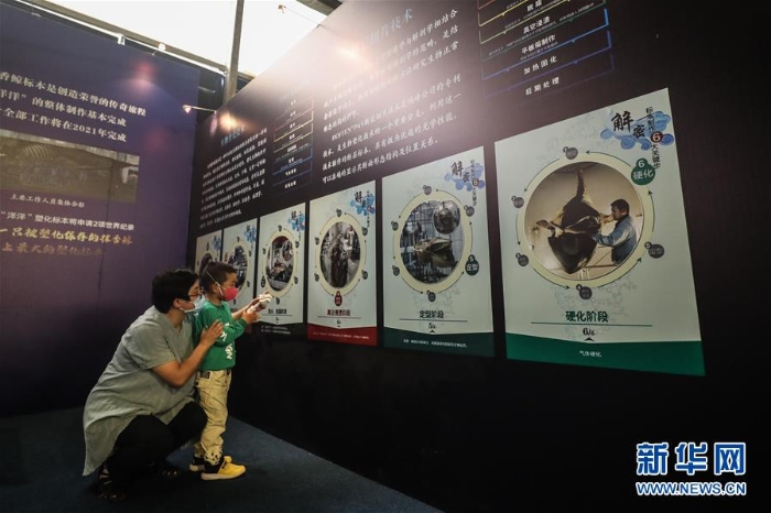 (社會)(3)抹香鯨塑化標(biāo)本大連展出