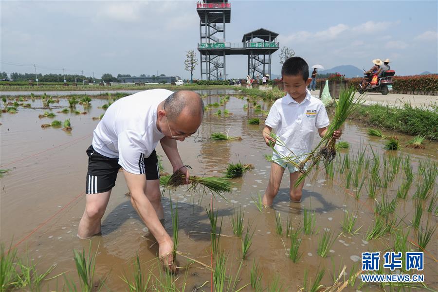 6月7日，孩子和家長在稻田里插秧。新華社記者 徐昱 攝