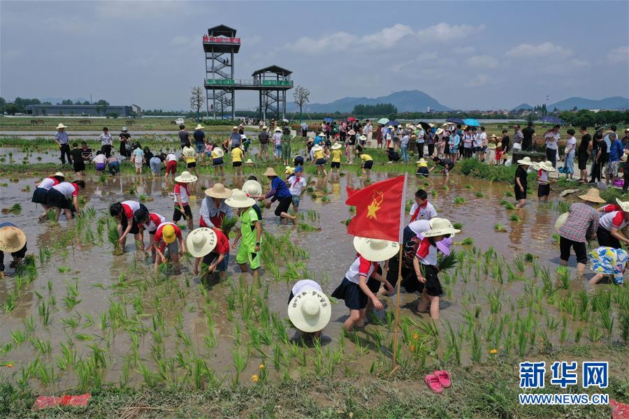 6月7日，孩子和家長們體驗稻田插秧（無人機照片）。新華社記者 徐昱 攝