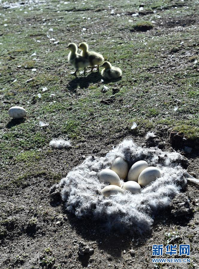 6月9日拍攝的西藏安多縣境內(nèi)嘎龍湖鳥島上的斑頭雁雛鳥及鳥蛋。 夏季的藏北高原氣候涼爽，生機盎然。經(jīng)過一個冬季在藏南的生活，斑頭雁、紅嘴鷗、黑頸鶴等紛紛遷徙至藏北深處的西藏安多縣嘎龍湖鳥島，在此棲息、產(chǎn)蛋、孵蛋。 新華社記者 覺果 攝