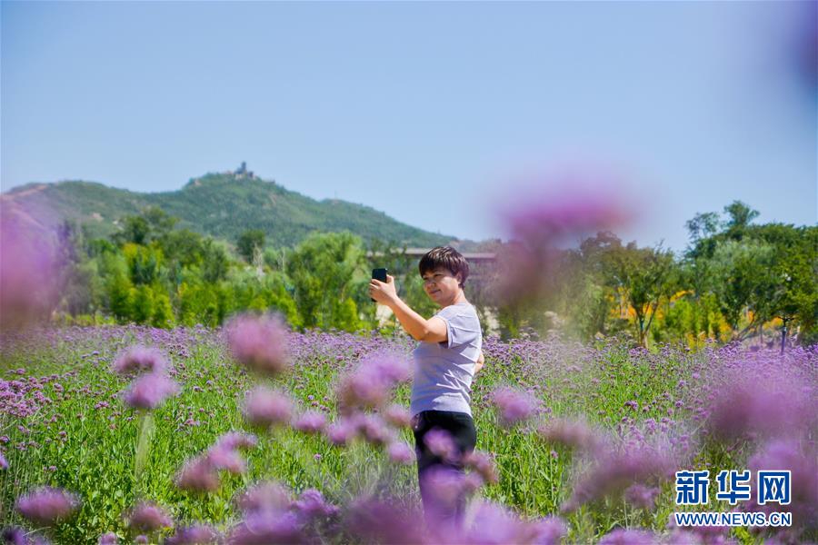 6月14日，游客在河北省邯鄲市叢臺區(qū)紫山生態(tài)涵養(yǎng)區(qū)內(nèi)游玩。 新華社記者 朱旭東 攝