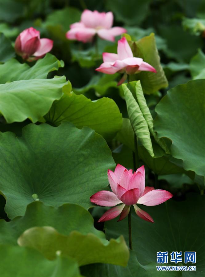 6月15日，江蘇蘇州虎丘山景區(qū)荷塘內(nèi)，荷花在雨中嬌艷欲滴。 新華社發(fā)（杭興微 攝）