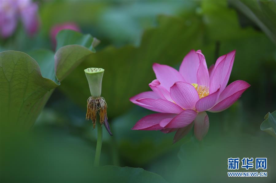 6月15日在貴州省黔南布依族苗族自治州福泉市陸坪鎮(zhèn)福興村拍攝的荷花，陸續(xù)綻放的荷花幽香浮動(dòng)，沁人心脾。 新華社發(fā)（肖偉 攝）