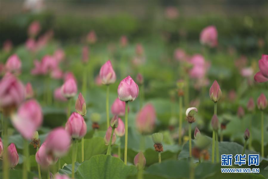 6月14日在安徽省亳州市蒙城縣立倉(cāng)鎮(zhèn)芡河現(xiàn)代農(nóng)業(yè)示范園內(nèi)拍攝的荷花。 新華社發(fā)（胡衛(wèi)國(guó) 攝）