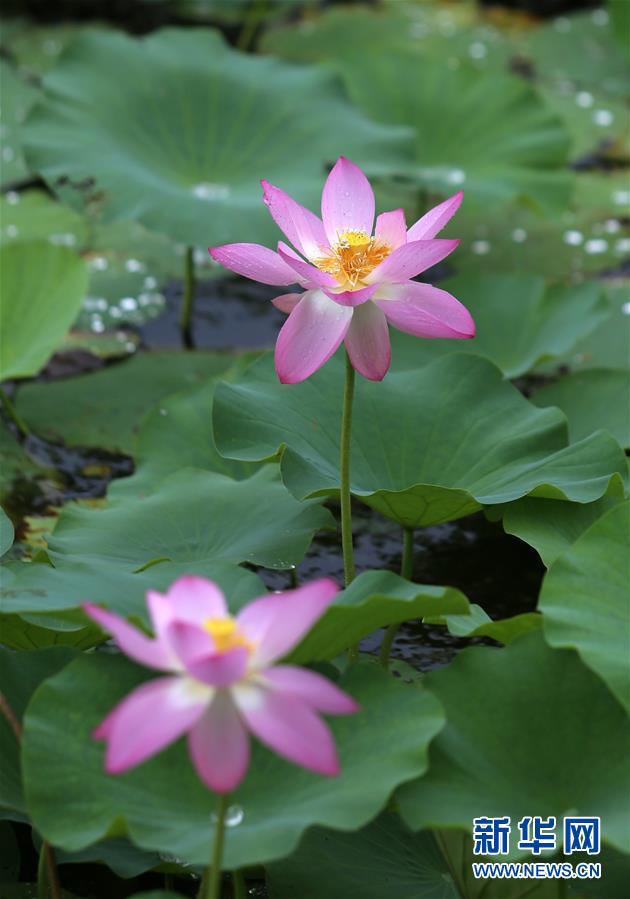 6月15日，在江蘇省揚(yáng)州市運(yùn)河三灣風(fēng)景區(qū)，荷花在雨中綻放。 新華社發(fā)（孟德龍 攝）