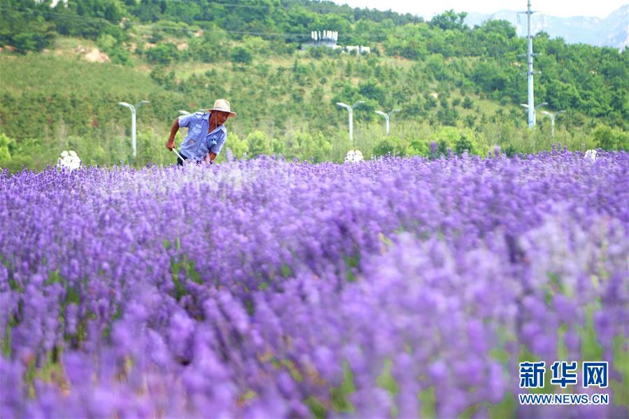 #(新華視界)(4)山東青島:薰衣草引客來