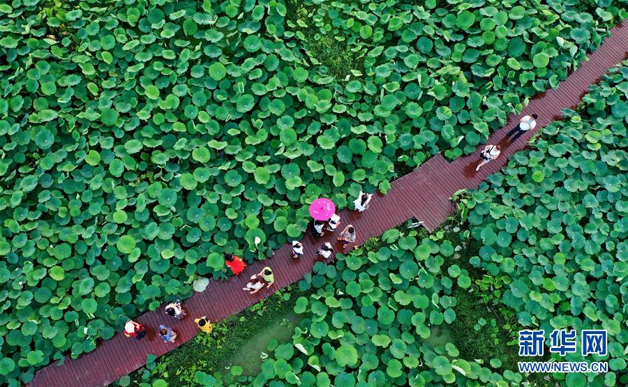 6月28日，游客在廣西柳州市柳江區(qū)百朋鎮(zhèn)萬畝荷塘里觀賞荷花（無人機照片）。新華社發(fā)（黎寒池 攝）