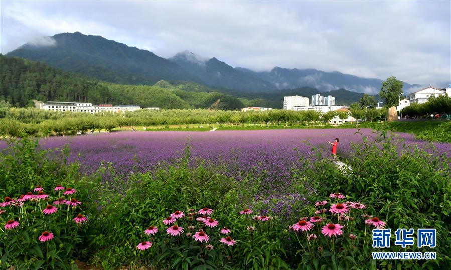 7月1日，市民在位于留壩縣城的金水灣花海游玩。 近日，陜西省漢中市留壩縣金水灣花海的各類(lèi)鮮花次第綻放，絢麗繽紛。 新華社記者 劉瀟 攝