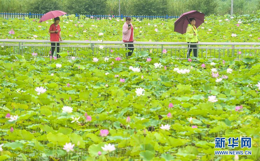 8月6日，游客在河北省永清縣里瀾城鎮(zhèn)金華湖觀賞荷花。 夏日時(shí)節(jié)，河北省永清縣里瀾城鎮(zhèn)金華湖荷塘的荷花爭相開放，吸引市民和游客前來游玩觀賞。 新華社記者 李曉果 攝