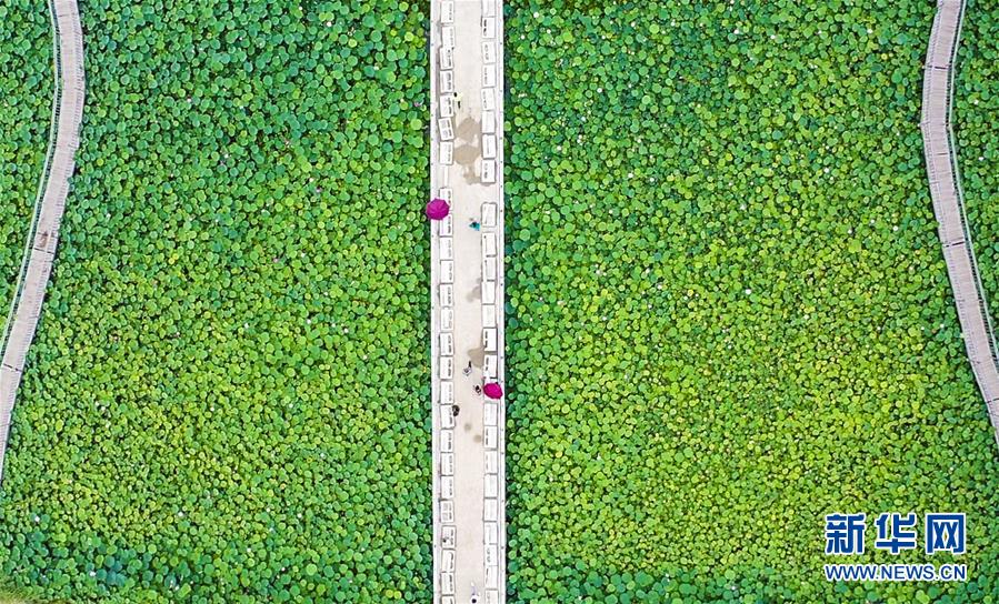 8月6日，游客在河北省永清縣里瀾城鎮(zhèn)金華湖觀賞荷花（無人機(jī)照片）。 夏日時(shí)節(jié)，河北省永清縣里瀾城鎮(zhèn)金華湖荷塘的荷花爭相開放，吸引市民和游客前來游玩觀賞。 新華社記者 李曉果 攝
